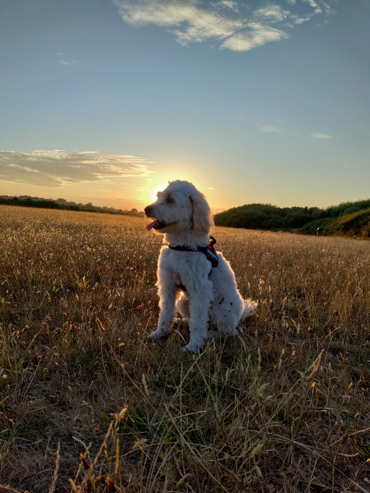 Dog-in-the-sun